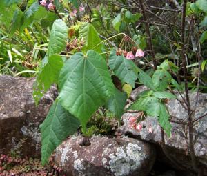 Dombeya elegans