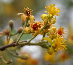 utils/thumbs/Malvaceae/Grewia_9PPGwjW66REntcYfAZkMcr.jpg