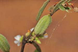 Helicteres angustifolia