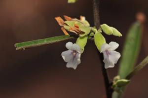 Helicteres angustifolia
