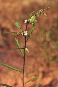 Helicteres angustifolia