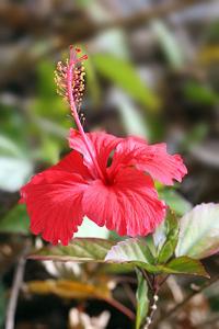 Hibiscus rosa-sinensis
