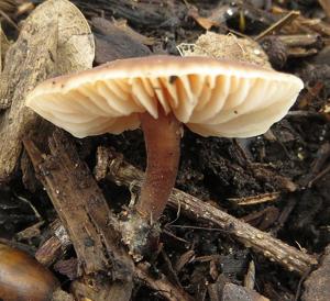 Macrocystidia cucumis