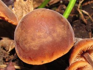 Macrocystidia cucumis