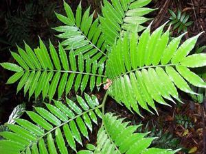 utils/thumbs/Marattiaceae/Angiopteris_BCCoFyvHJ2KNCVHzi9SuZQ.jpg