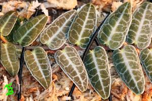 Marcgravia umbellata