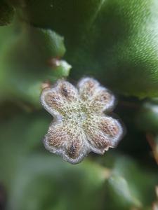 utils/thumbs/Marchantiaceae/Marchantia_JjcVUUnpQSPwT2R3Xvocgn.jpg
