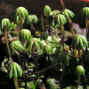 Marchantia polymorpha