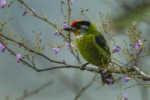 Psilopogon franklinii