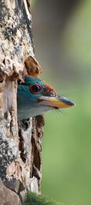 Psilopogon asiaticus