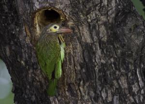 Psilopogon zeylanicus