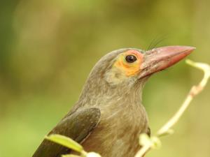 Psilopogon zeylanicus