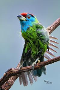 Psilopogon asiaticus