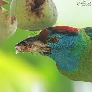 Psilopogon asiaticus