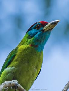 Psilopogon asiaticus