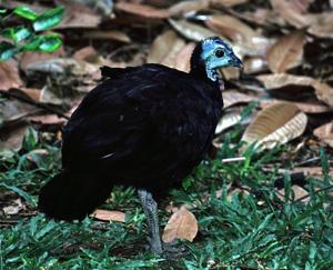 utils/thumbs/Megapodiidae/Aepypodius_bNFiPvvoZWoyBjrAHAL5pR.jpg