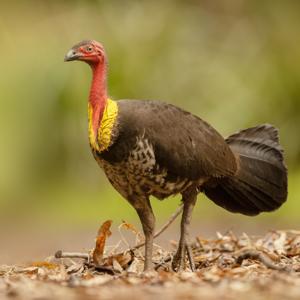 utils/thumbs/Megapodiidae/Alectura_6Ffm9Sd3aoUXLkDrC3Bfef.jpg