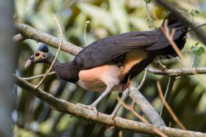 utils/thumbs/Megapodiidae/Macrocephalon_7XCGNeQWzkjz2JnPsmgncv.jpg