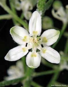 Melanthium virginicum