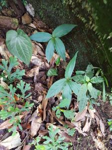 Paris polyphylla var. chinensis