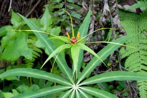 Paris polyphylla var. stenophylla