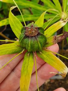 Paris polyphylla var. stenophylla