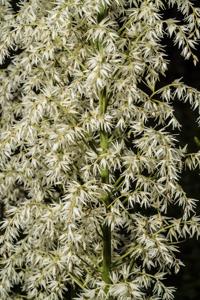 Stenanthium gramineum
