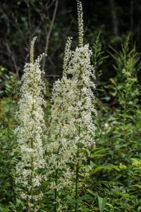Stenanthium gramineum