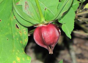 utils/thumbs/Melanthiaceae/Trillium_ZhjautwbLsK8XZ97NTL3pF.jpg