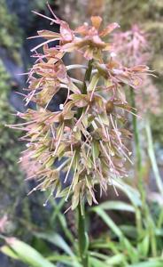 Ypsilandra thibetica