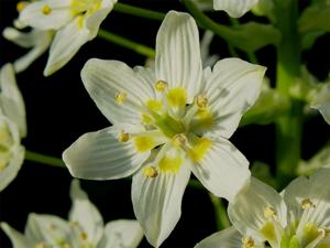 utils/thumbs/Melanthiaceae/Zigadenus_5aLCbwq6WuQeLYPk3ZqZaJ.jpg