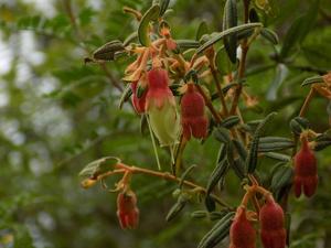 Brachyotum ledifolium