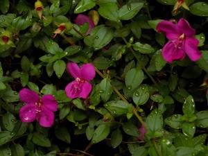 Heterocentron elegans