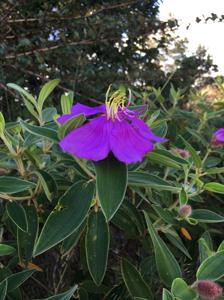 Melastoma saigonense