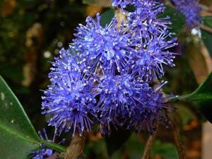 utils/thumbs/Melastomataceae/Memecylon_ZMiuAw3UidDRkq2HACdz6d.jpg