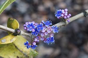 Memecylon randerianum