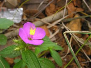 utils/thumbs/Melastomataceae/Osbeckia_LRrGNFYXCavkj4u8rgdC9S.jpg