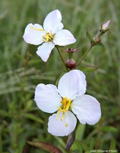 Rhexia mariana