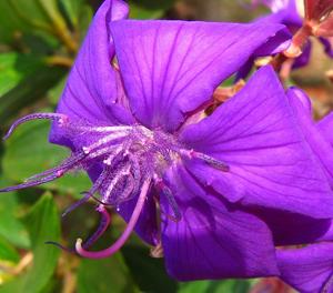 Pleroma glandulosum