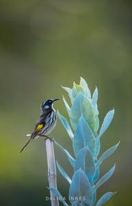 Phylidonyris novaehollandiae