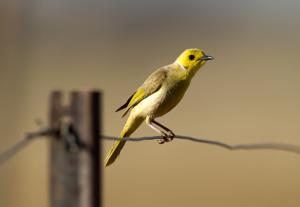 Ptilotula penicillata