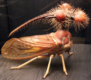 Bocydium globulare
