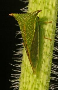 utils/thumbs/Membracidae/Ceresa_8mQixigpbY3SiYiZt2kqs7.jpg