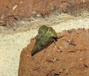utils/thumbs/Membracidae/Heliria_9Dvbw4q2B2a4oHDxHCX4C8.jpg