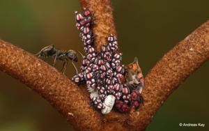 utils/thumbs/Membracidae/Tritropidia_gSn4sqZ7uDHCxgq28ZDqcc.jpg