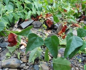 Cocculus carolinus