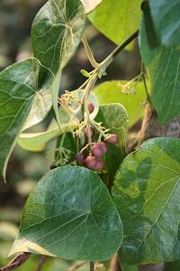 Stephania abyssinica