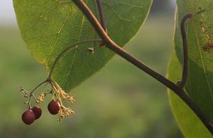 Stephania abyssinica