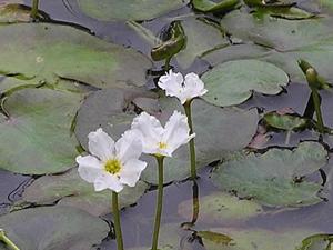 Nymphoides coreana