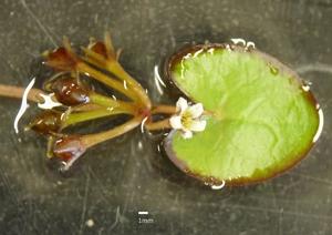 utils/thumbs/Menyanthaceae/Nymphoides_SB3n8LjynDgPkWEBRhqPeS.jpg
